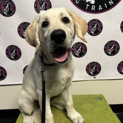 My Dog's Got Class - Puppy Prep School