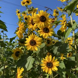 Some of our beautiful Sunflowers!!