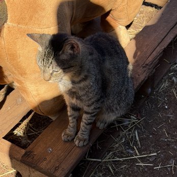 Maui Animal Farm - Rosie the cat - Petting Zoos Near Me - Lahaina, Hawaii