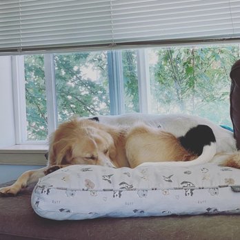 Ginger's Pet Rescue - Animal Shelters Near Me