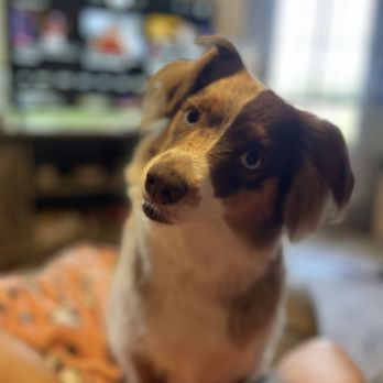 Fluff & Stuff Dog Grooming - Pet Groomers Near Me