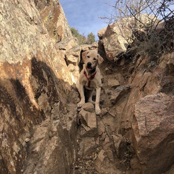 Pavlov Dog Training - Pet Training Near Me - Denver, Colorado Pavlov Dog Training - Pet Training Near Me - Denver, Colorado