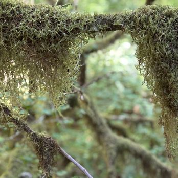 Olympic National Park - The mossy trees on the Ancient Groves Hike reminded me of The Return of the Jedi. - Parks Near Me - Port Angeles, Washington