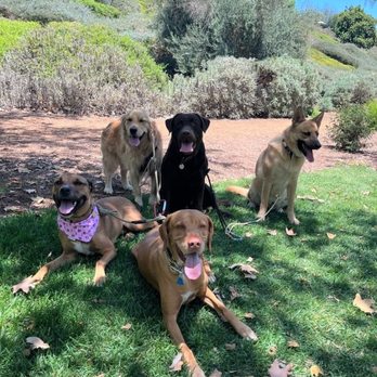 OC Pup Scouts - OC Pup Scouts - Dog Walkers Near Me - Dana Point, California OC Pup Scouts - OC Pup Scouts - Dog Walkers Near Me - Dana Point, California