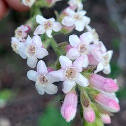 La Tuna Canyon Park - Chaparral currant