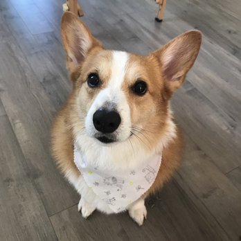 Meadows Pet Care - Pet Groomers Near Me - San Marcos, California Meadows Pet Care - Pet Groomers Near Me - San Marcos, California