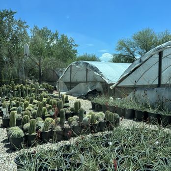 Bach's Cactus Nursery - More and more cacti - Nurseries & Gardening Near Me - Tucson, Arizona