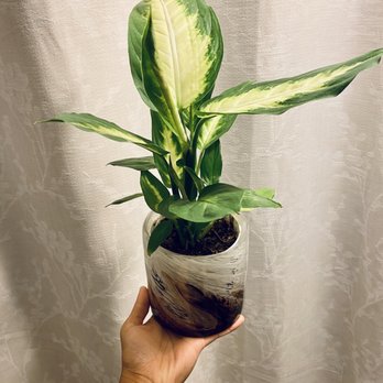 The Green Place - Glass blown pot made by Apricot Mint in Rancho Cucamonga - Nurseries & Gardening Near Me - Fullerton, California The Green Place - Glass blown pot made by Apricot Mint in Rancho Cucamonga - Nurseries & Gardening Near Me - Fullerton, California