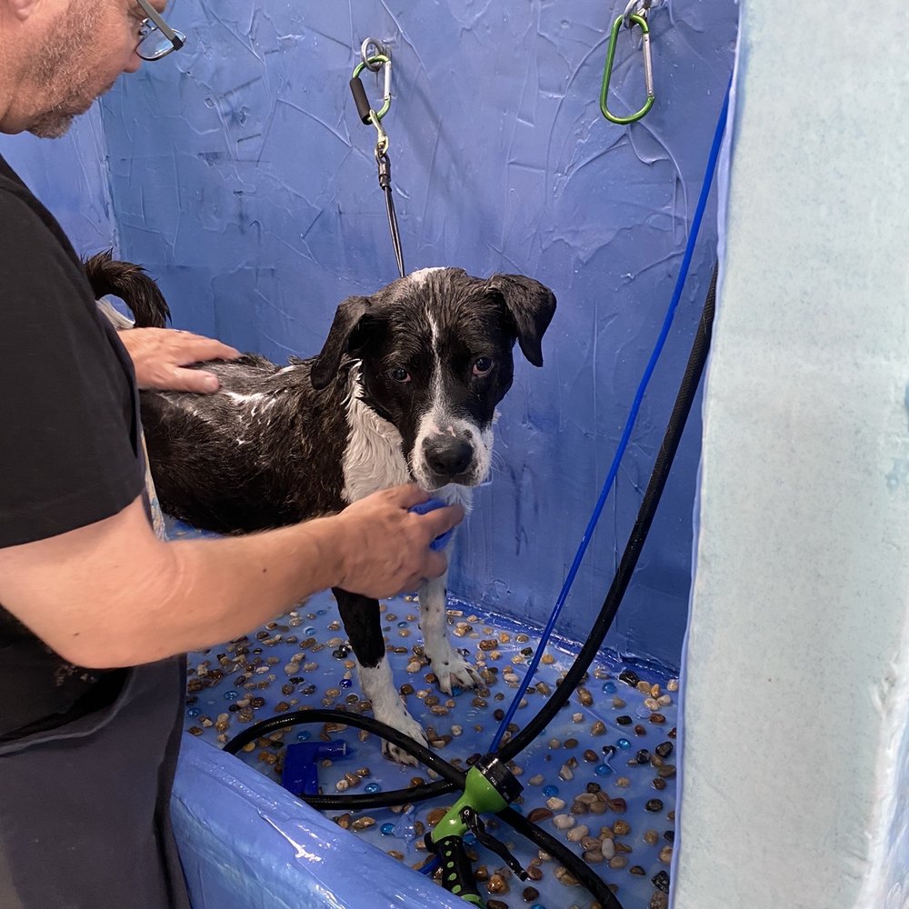 How Much Does It Cost To Spay A Dog In Albuquerque