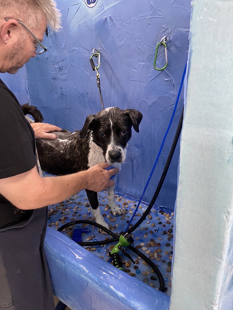 PUDDLES DOG WASH 19 Photos & 10 Reviews 8521 Golf Course Rd NW