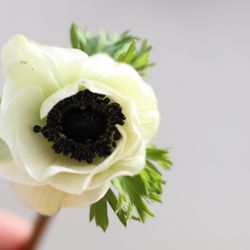 Bramble Bee Gardens - Anemone