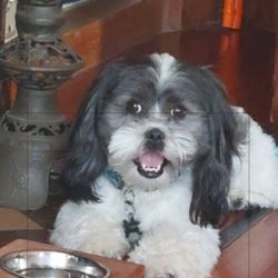 The Vintage Rose - Jack the Havanese who thinks he owns the place