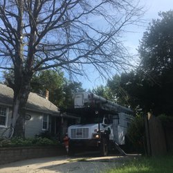 Dogwood Tree Service