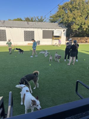 BARk House Social by null