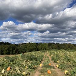 Sharp's At Waterford Farm - Lemonades and Large Carving pumpkins .69/lb