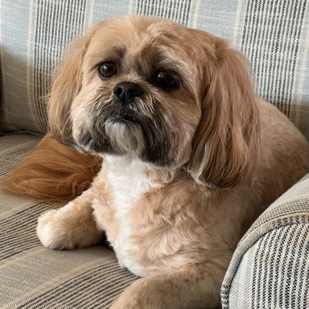 Diane's Pawfections - Kobe after a groom! - Pet Groomers Near Me - Sarasota, Florida