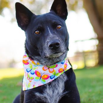 Positive Pets Dog Training - Pet Training Near Me - Meridian, Idaho Positive Pets Dog Training - Pet Training Near Me - Meridian, Idaho