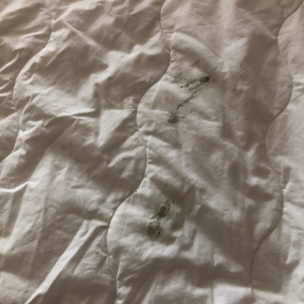 Horseshoe Casino - Moldy comforter - Hotels Near Me - Saint Louis, Missouri Horseshoe Casino - Moldy comforter - Hotels Near Me - Saint Louis, Missouri