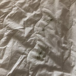 Moldy comforter Moldy comforter