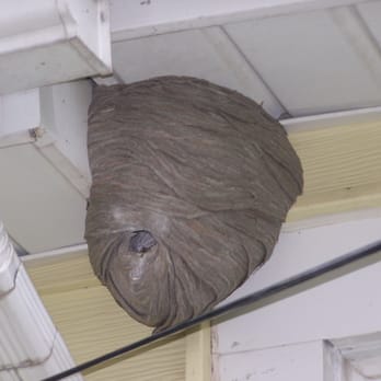Advantage Pest Control - Be on the lookout for these type of nests. We have already been treating them for the last week. They are very aggressive. - Pest Control Near Me - Oshkosh, Wisconsin Advantage Pest Control - Be on the lookout for these type of nests. We have already been treating them for the last week. They are very aggressive. - Pest Control Near Me - Oshkosh, Wisconsin
