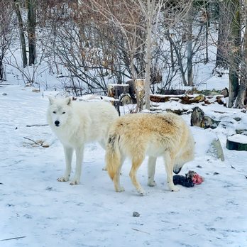 International Wolf Center - Deer head being eaten by wolves - Museums Near Me - Ely, Minnesota International Wolf Center - Deer head being eaten by wolves - Museums Near Me - Ely, Minnesota