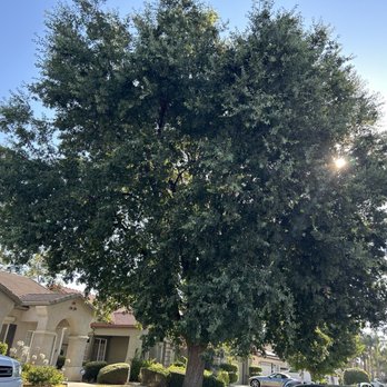 Cal State Tree Service - Before - Tree Services Near Me - Bakersfield, California Cal State Tree Service - Before - Tree Services Near Me - Bakersfield, California