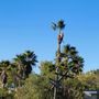 Photo of Ramona Tree and Stump