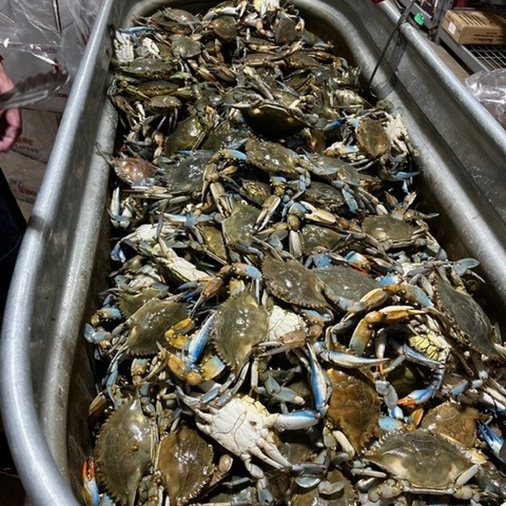 Groomer's Seafood - Live blue crabs ready to be wrestled into your box! - Seafood Markets Near Me - San Antonio, Texas Groomer's Seafood - Live blue crabs ready to be wrestled into your box! - Seafood Markets Near Me - San Antonio, Texas