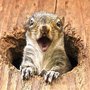 Photo of Cleveland TN Squirrel And Raccoon Removal