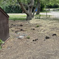 Sandy Hill Farm - Dirty pasture