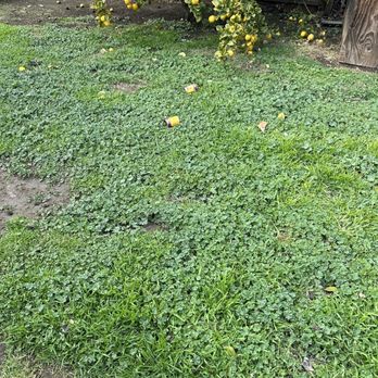 MsGardening - Landscaping Near Me
