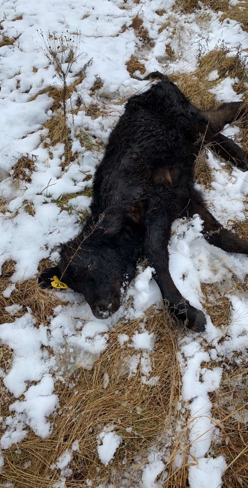 Purcell Ok Livestock Auction at Claude Hodge blog