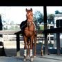Photo of The Riding Club Academy