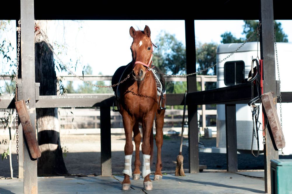 The Riding Club Academy - equestrian in Rancho Santa Fe, CA