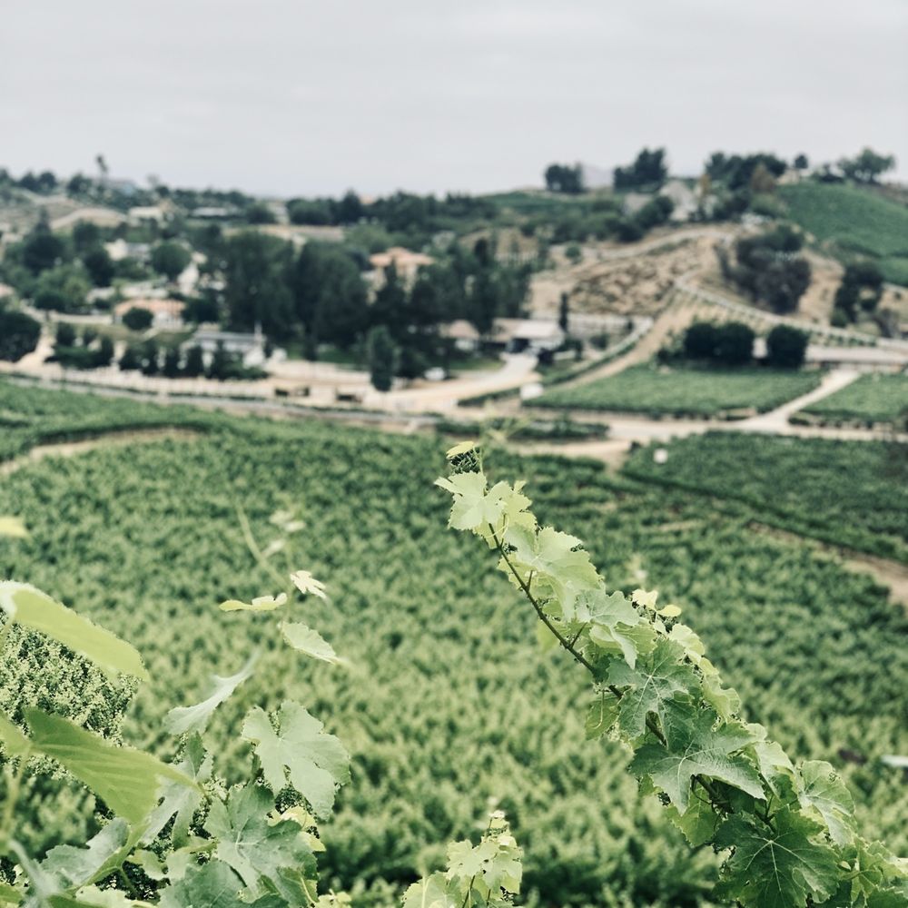 Oak Mountain Winery - Wineries Near Me - Temecula, California Oak Mountain Winery - Wineries Near Me - Temecula, California