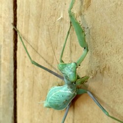 Barton Family Pest Control - Preying mantis