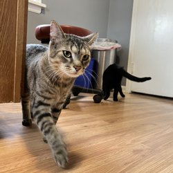 Homeward Bound Animal Hospital and Mobile Veterinary Clinic