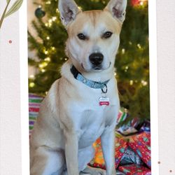 Chewzy Mobile Grooming & Dog Services - Hachi