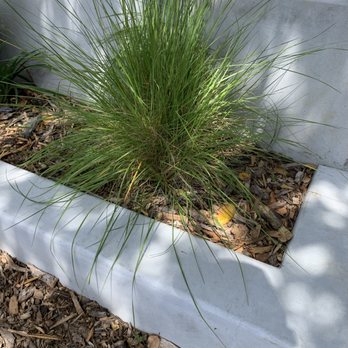 Gardens Reimagined - Pink Muhly Grass with concrete backdrop - Landscape Architects or Designers Near Me Gardens Reimagined - Pink Muhly Grass with concrete backdrop - Landscape Architects or Designers Near Me