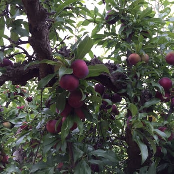 Bacchini's Farm - Pluot or plums - Fruits & Veggies Near Me - Brentwood, California