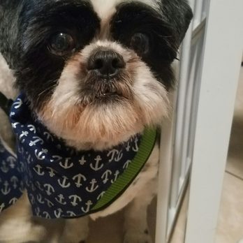 Nadias Pet Grooming - After grooming. Thanks for making me my old handsome self again! - Pet Groomers Near Me - Chula Vista, California Nadias Pet Grooming - After grooming. Thanks for making me my old handsome self again! - Pet Groomers Near Me - Chula Vista, California
