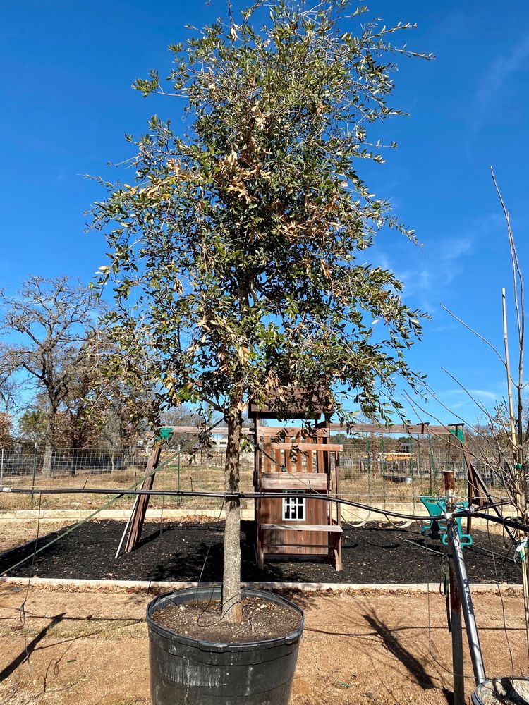 D & B Tree Company - tree service in Austin, TX