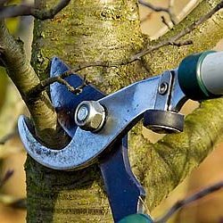 DeNisi Tree Service - Tree Trimming Service