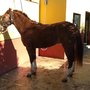 Photo of Ganaderia de Caballos Diego Guerrero