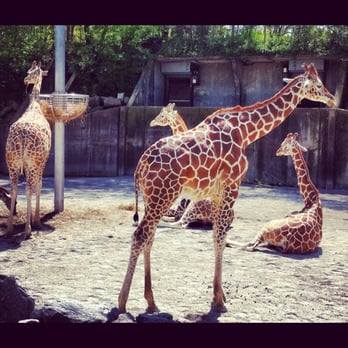 Memphis Zoo - Zoos Near Me - Memphis, Tennessee Memphis Zoo - Zoos Near Me - Memphis, Tennessee