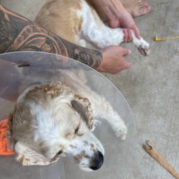 Fox Tail deep in paw was removed successfully Fox Tail deep in paw was removed successfully