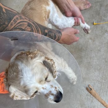VEG ER for Pets - Fox Tail deep in paw was removed successfully - Emergency Pet Hospital Near Me - Fort Worth, Texas VEG ER for Pets - Fox Tail deep in paw was removed successfully - Emergency Pet Hospital Near Me - Fort Worth, Texas