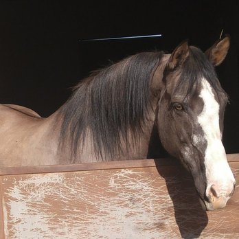 Proven Spots Ranch - "Indigo" sold to Logandale NV by Kendall Melline, Owner of Proven Spots Ranch - Pet Training Near Me - Phelan, California Proven Spots Ranch - "Indigo" sold to Logandale NV by Kendall Melline, Owner of Proven Spots Ranch - Pet Training Near Me - Phelan, California