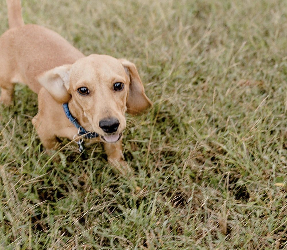 LEE’S HILL PET HOSPITAL Updated April 2024 15 Photos & 22 Reviews