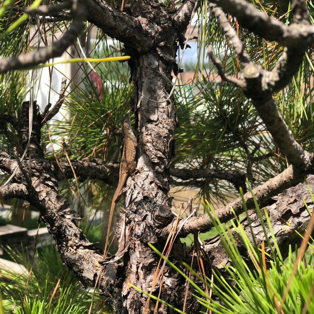 BONSAI BY DORI Updated August 2024 32 Photos & 10 Reviews 3089